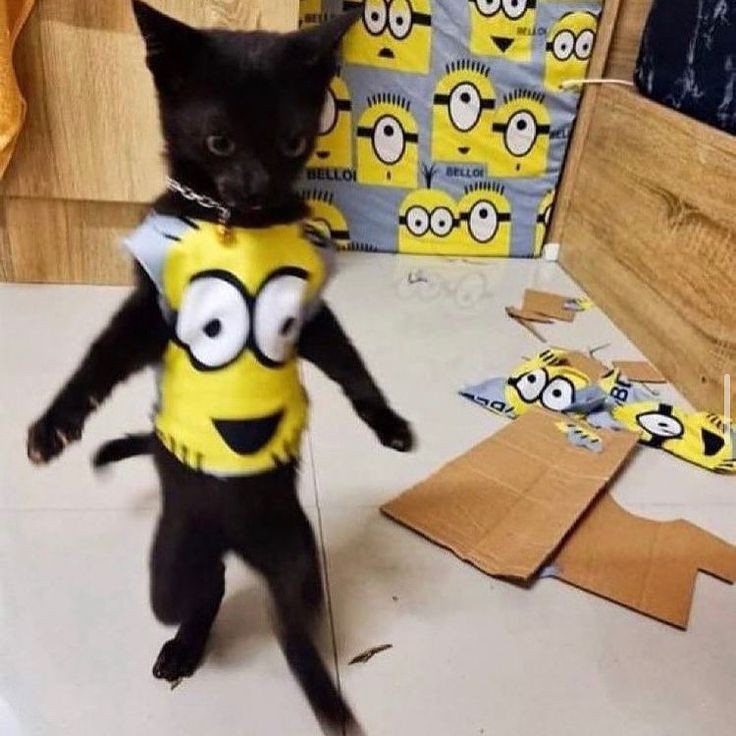 Funeraria Funeraria DIVINA PROVIDENCIA